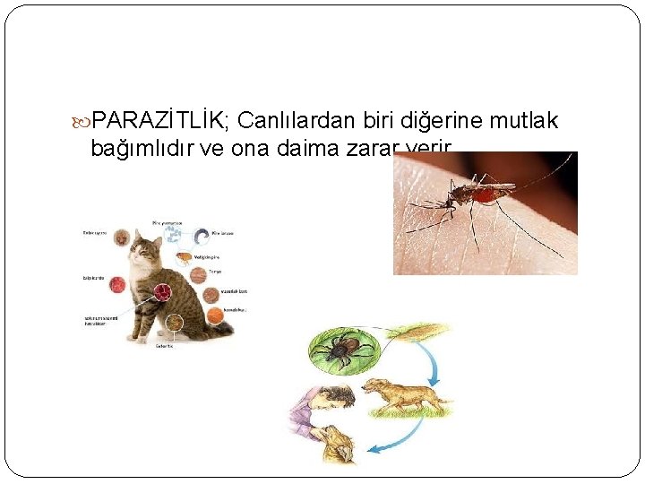  PARAZİTLİK; Canlılardan biri diğerine mutlak bağımlıdır ve ona daima zarar verir. 