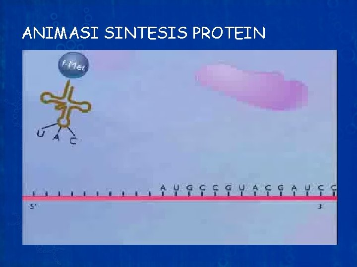 ANIMASI SINTESIS PROTEIN 