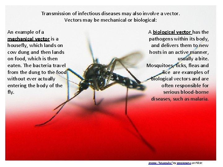 Transmission of infectious diseases may also involve a vector. Vectors may be mechanical or