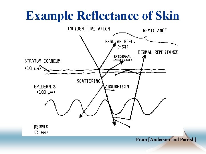 Example Reflectance of Skin From [Anderson and Parrish] 