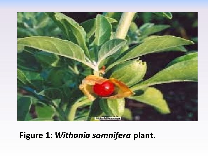 Figure 1: Withania somnifera plant. 