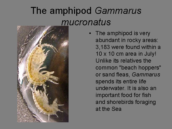 The amphipod Gammarus mucronatus • The amphipod is very abundant in rocky areas: 3,