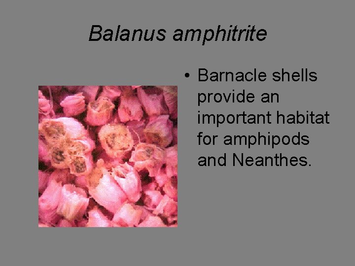 Balanus amphitrite • Barnacle shells provide an important habitat for amphipods and Neanthes. 