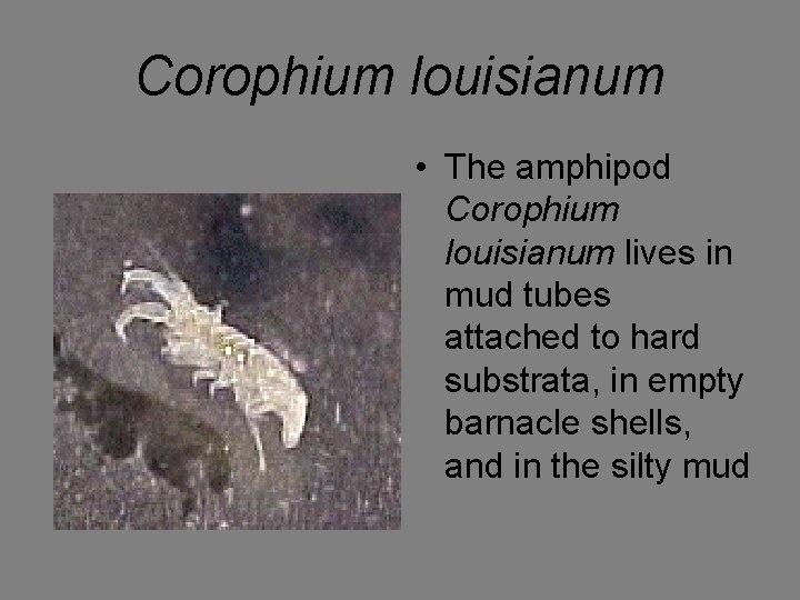 Corophium louisianum • The amphipod Corophium louisianum lives in mud tubes attached to hard