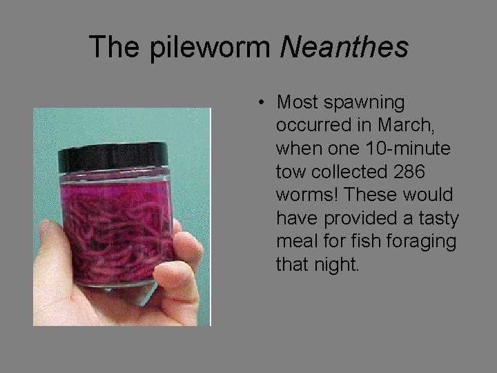 The pileworm Neanthes • Most spawning occurred in March, when one 10 -minute tow