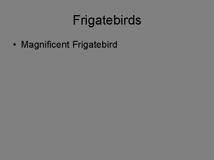 Frigatebirds • Magnificent Frigatebird 