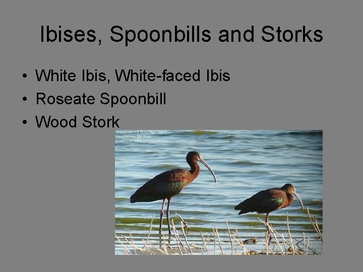 Ibises, Spoonbills and Storks • White Ibis, White-faced Ibis • Roseate Spoonbill • Wood