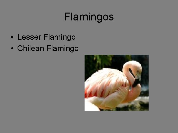 Flamingos • Lesser Flamingo • Chilean Flamingo 