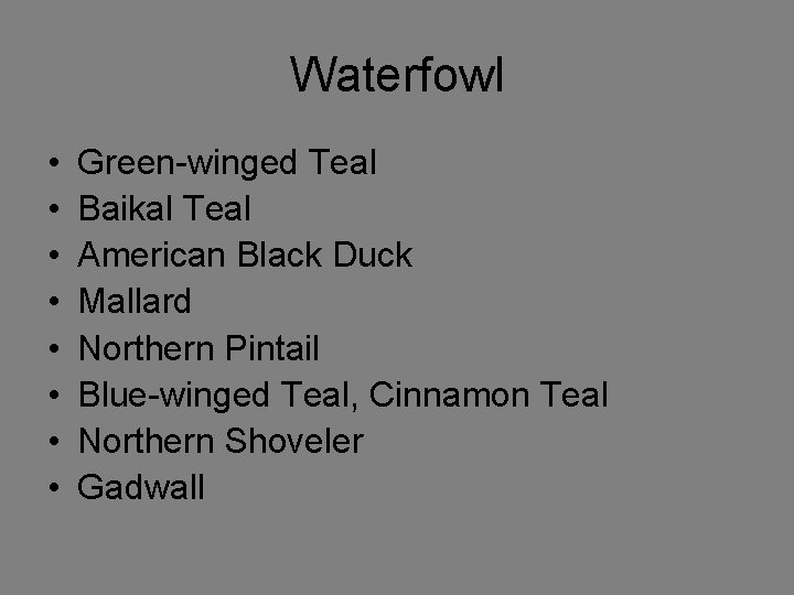 Waterfowl • • Green-winged Teal Baikal Teal American Black Duck Mallard Northern Pintail Blue-winged