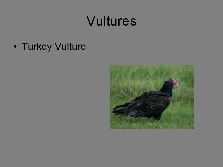 Vultures • Turkey Vulture 