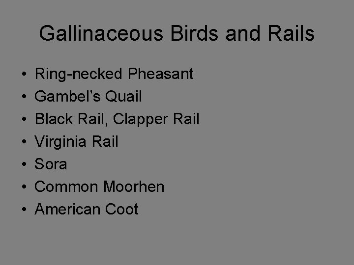 Gallinaceous Birds and Rails • • Ring-necked Pheasant Gambel’s Quail Black Rail, Clapper Rail