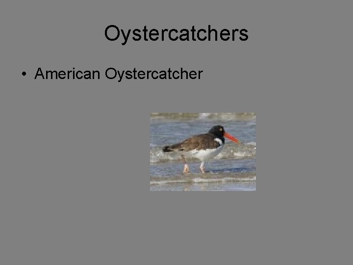 Oystercatchers • American Oystercatcher 