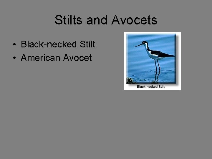Stilts and Avocets • Black-necked Stilt • American Avocet 