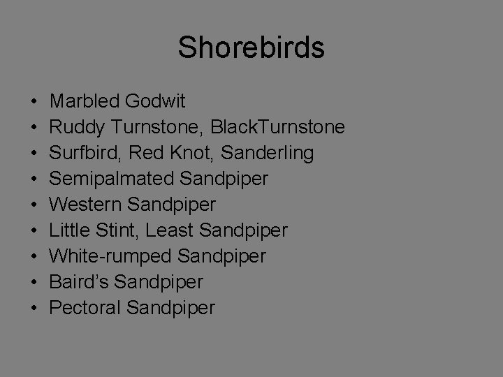 Shorebirds • • • Marbled Godwit Ruddy Turnstone, Black. Turnstone Surfbird, Red Knot, Sanderling