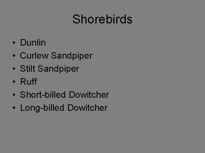 Shorebirds • • • Dunlin Curlew Sandpiper Stilt Sandpiper Ruff Short-billed Dowitcher Long-billed Dowitcher