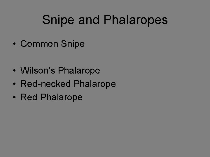 Snipe and Phalaropes • Common Snipe • Wilson’s Phalarope • Red-necked Phalarope • Red