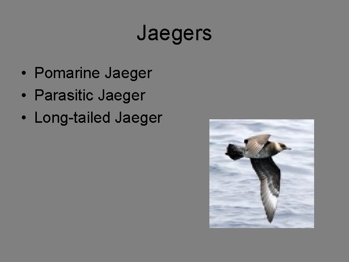 Jaegers • Pomarine Jaeger • Parasitic Jaeger • Long-tailed Jaeger 