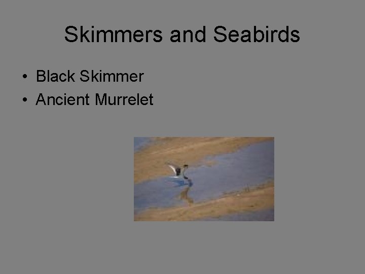 Skimmers and Seabirds • Black Skimmer • Ancient Murrelet 