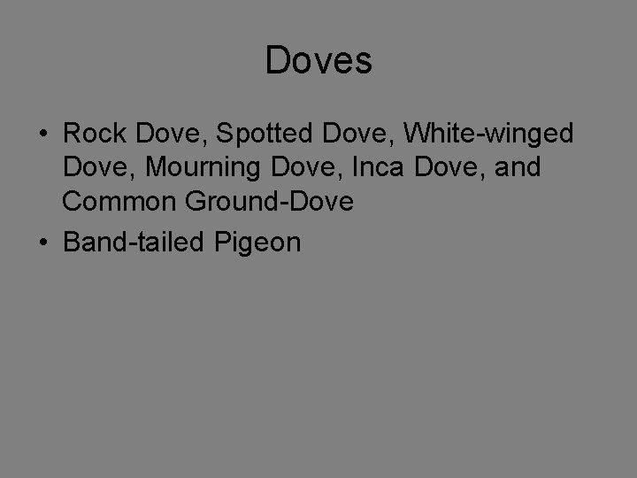 Doves • Rock Dove, Spotted Dove, White-winged Dove, Mourning Dove, Inca Dove, and Common