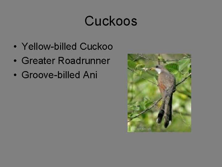 Cuckoos • Yellow-billed Cuckoo • Greater Roadrunner • Groove-billed Ani 