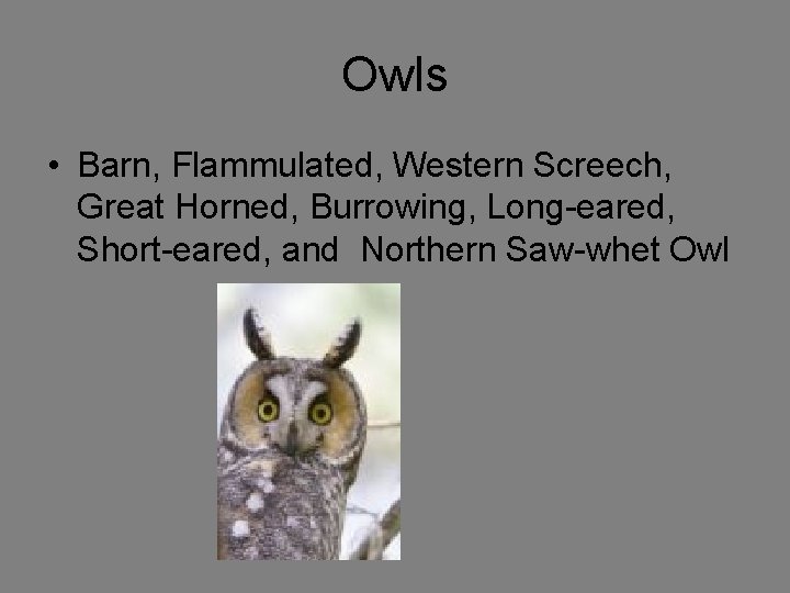 Owls • Barn, Flammulated, Western Screech, Great Horned, Burrowing, Long-eared, Short-eared, and Northern Saw-whet