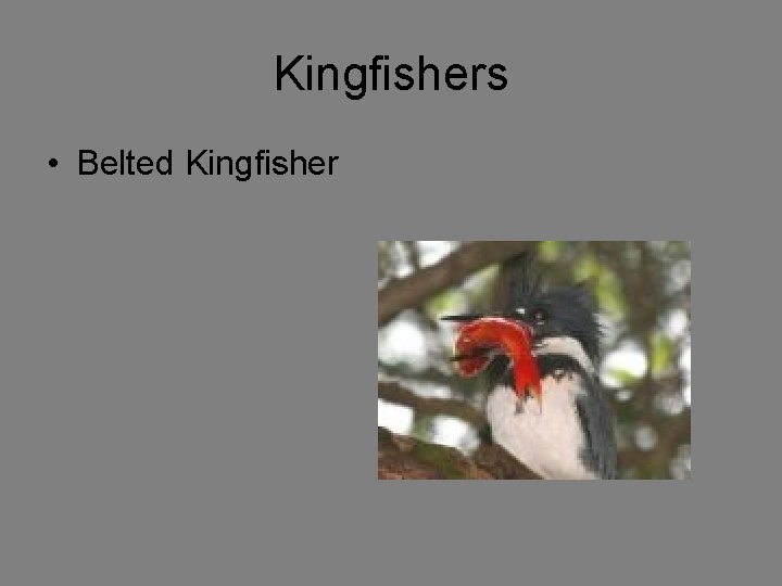 Kingfishers • Belted Kingfisher 