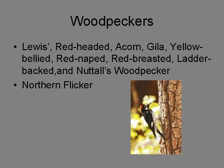 Woodpeckers • Lewis’, Red-headed, Acorn, Gila, Yellowbellied, Red-naped, Red-breasted, Ladderbacked, and Nuttall’s Woodpecker •