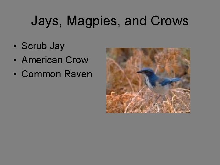 Jays, Magpies, and Crows • Scrub Jay • American Crow • Common Raven 