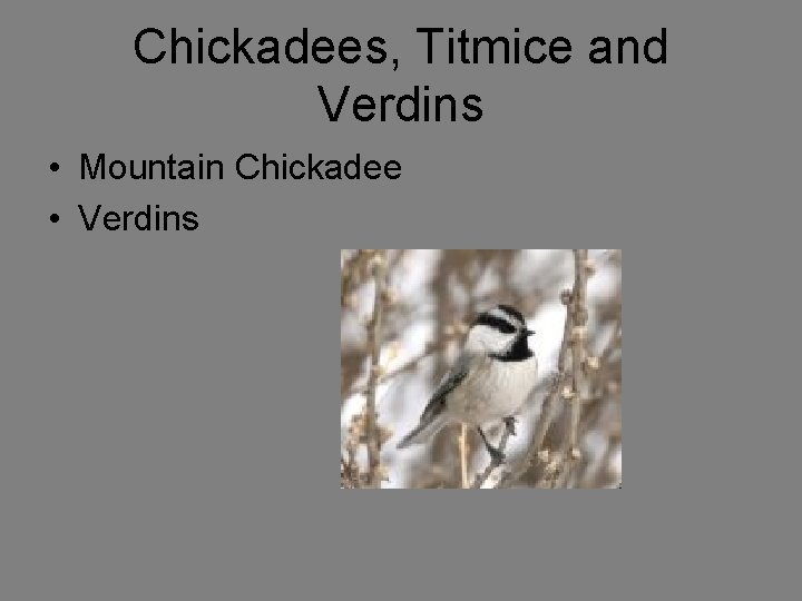 Chickadees, Titmice and Verdins • Mountain Chickadee • Verdins 