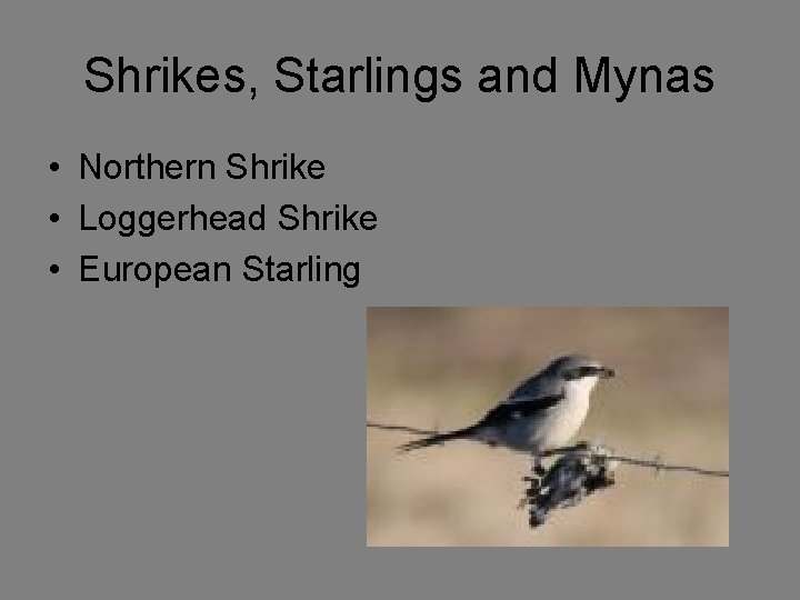 Shrikes, Starlings and Mynas • Northern Shrike • Loggerhead Shrike • European Starling 