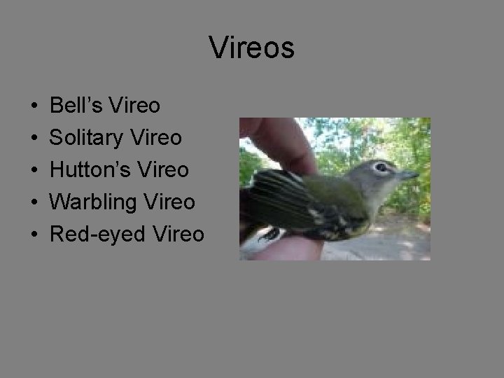 Vireos • • • Bell’s Vireo Solitary Vireo Hutton’s Vireo Warbling Vireo Red-eyed Vireo
