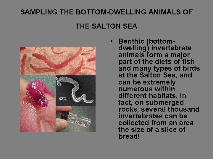 SAMPLING THE BOTTOM-DWELLING ANIMALS OF THE SALTON SEA • Benthic (bottomdwelling) invertebrate animals form