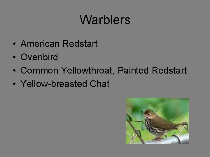 Warblers • • American Redstart Ovenbird Common Yellowthroat, Painted Redstart Yellow-breasted Chat 