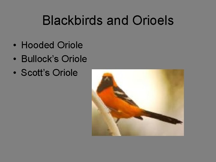 Blackbirds and Orioels • Hooded Oriole • Bullock’s Oriole • Scott’s Oriole 