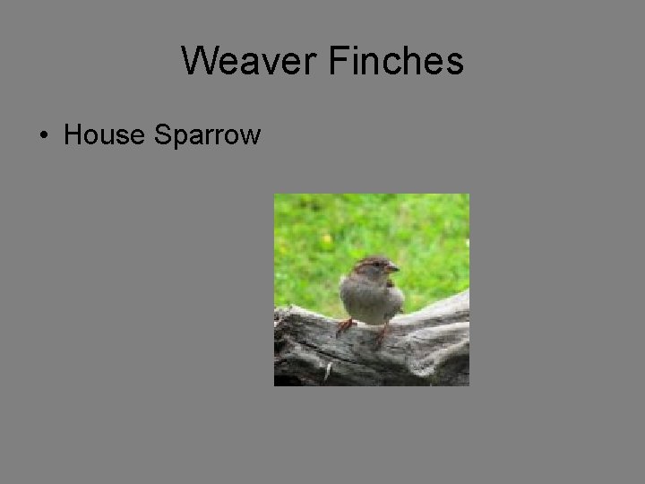 Weaver Finches • House Sparrow 