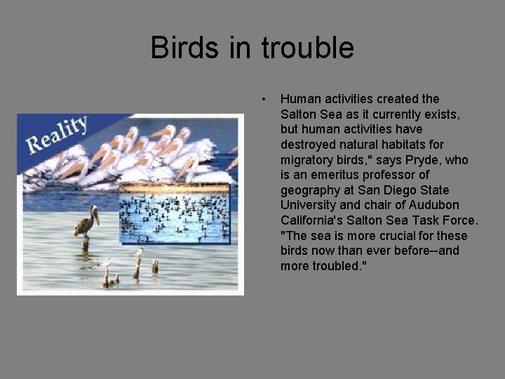 Birds in trouble • Human activities created the Salton Sea as it currently exists,