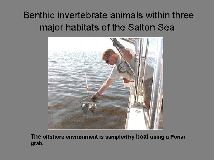 Benthic invertebrate animals within three major habitats of the Salton Sea The offshore environment