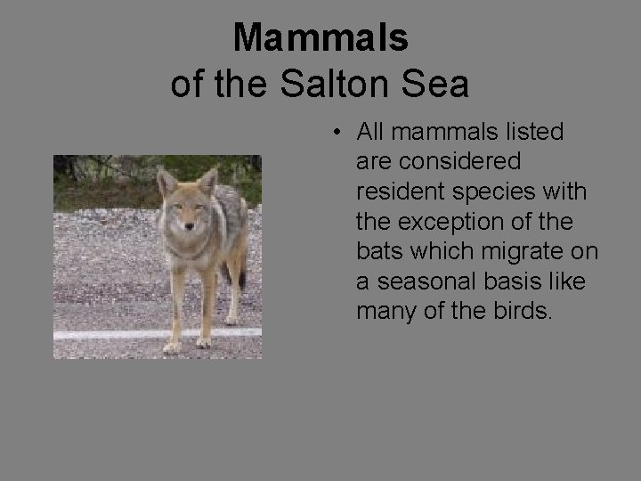 Mammals of the Salton Sea • All mammals listed are considered resident species with