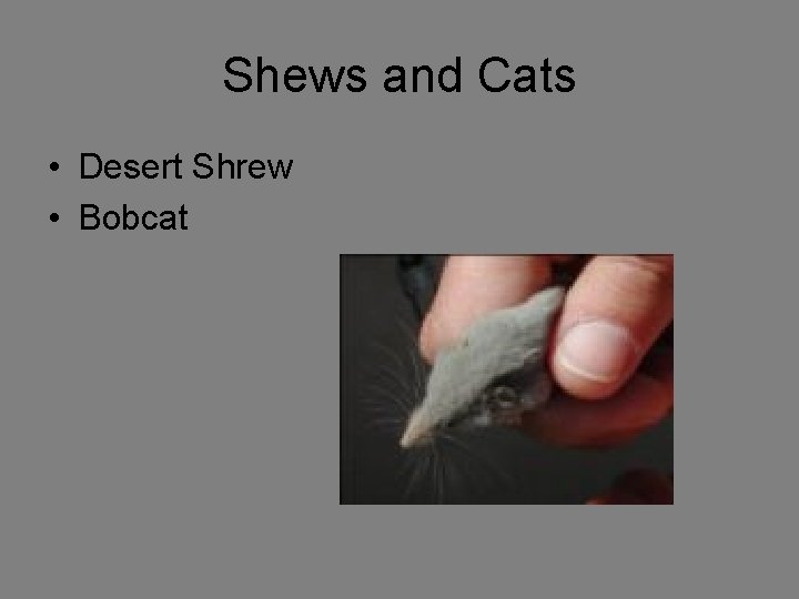 Shews and Cats • Desert Shrew • Bobcat 