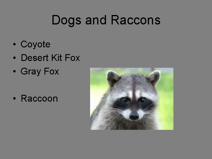 Dogs and Raccons • Coyote • Desert Kit Fox • Gray Fox • Raccoon