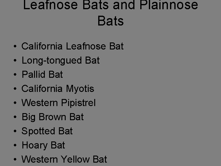 Leafnose Bats and Plainnose Bats • • • California Leafnose Bat Long-tongued Bat Pallid