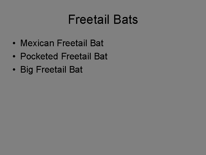 Freetail Bats • Mexican Freetail Bat • Pocketed Freetail Bat • Big Freetail Bat