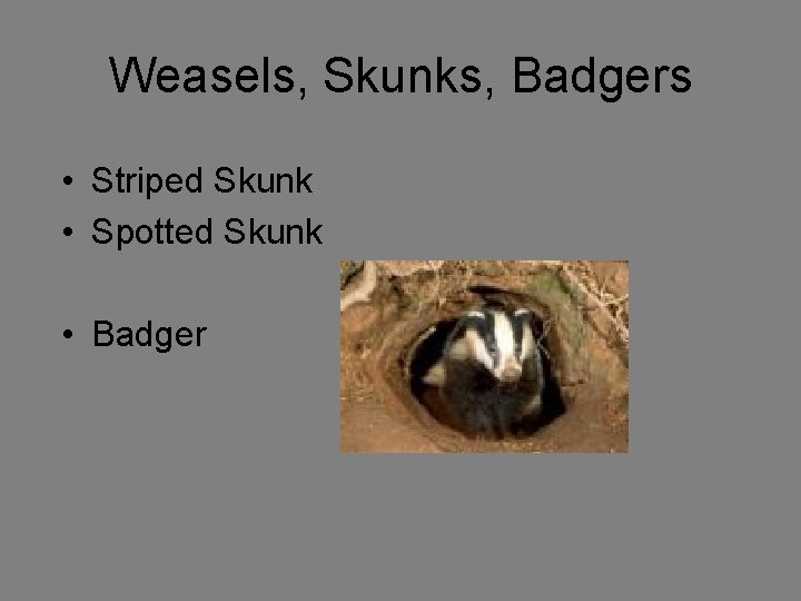 Weasels, Skunks, Badgers • Striped Skunk • Spotted Skunk • Badger 