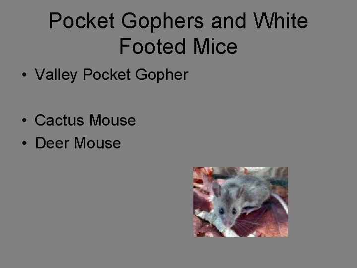 Pocket Gophers and White Footed Mice • Valley Pocket Gopher • Cactus Mouse •
