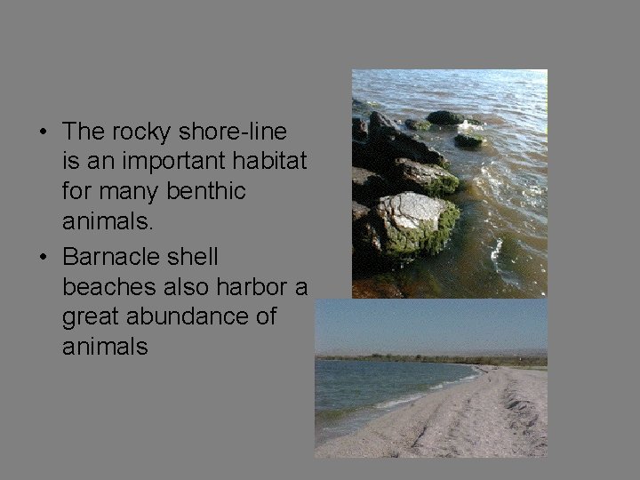  • The rocky shore-line is an important habitat for many benthic animals. •