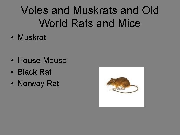 Voles and Muskrats and Old World Rats and Mice • Muskrat • House Mouse