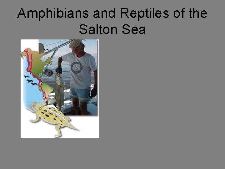Amphibians and Reptiles of the Salton Sea 