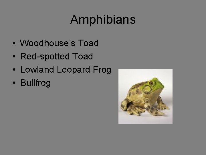 Amphibians • • Woodhouse’s Toad Red-spotted Toad Lowland Leopard Frog Bullfrog 