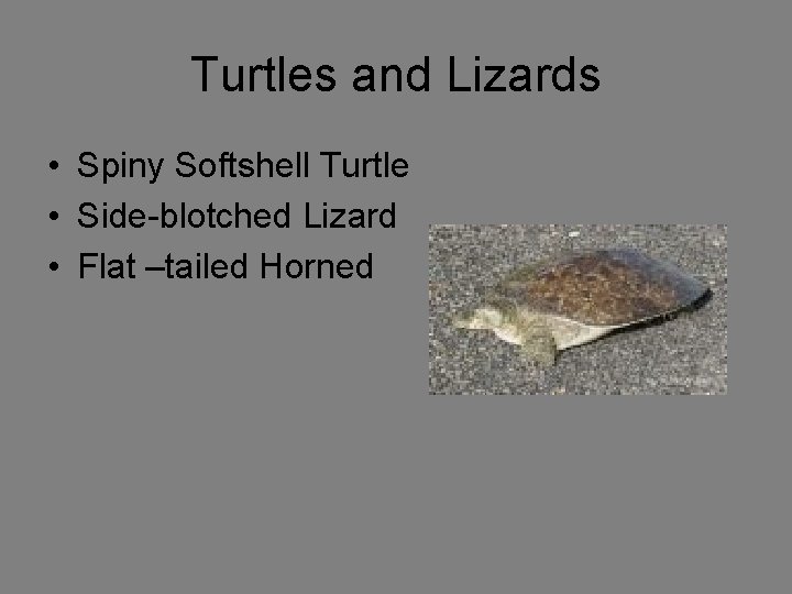 Turtles and Lizards • Spiny Softshell Turtle • Side-blotched Lizard • Flat –tailed Horned