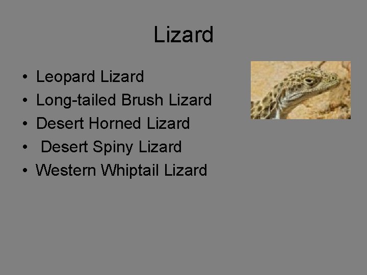 Lizard • • • Leopard Lizard Long-tailed Brush Lizard Desert Horned Lizard Desert Spiny
